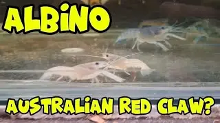 New year special. Albino Australian Red Claw?!