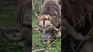 Musk ox eating 😁😍