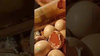 Chick Dead After Hatching 🐣😭 #egg #incubator #shorts