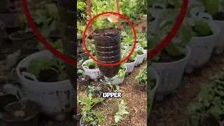 Growing tomatoes on the roof of a house using bottles🍅🤯#shots