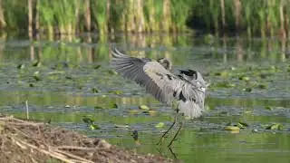 North American Great blue Heron hunts at a northern USA Beaver lodge, Beavers dance cheek to cheek