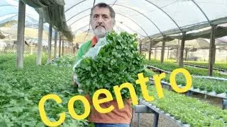 Como produzir coentro passo a passo.