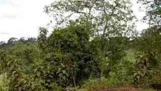 Verdant forest landscape