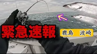マジ速報！ついに波崎、鹿島に、、、タチウオで釣り納めしてください。　