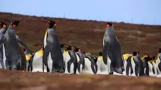 Think penguins are just cute and clumsy? Think again. 🐧