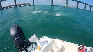 GIANT Hammerhead stole our Tarpon!!