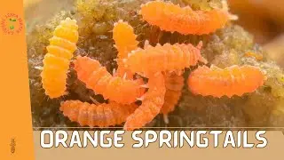 Orange Springtails (Yuukianura Aphoruroides): Exploring the Enigmatic World of Tiny Springtails!