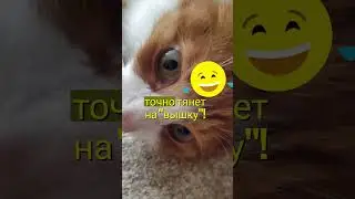 Если ваш кот притворился...  #cats #funny #viral #shortsviral #котики