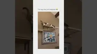The lion king vibes 😂😂😂 #shorts #shortsvideo #trending #youtube #cat #cats