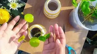 Propagate pennywort in water 🍀..