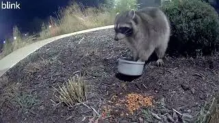 Fatty Food Thief!  Raccoon steals kittens meals every night 