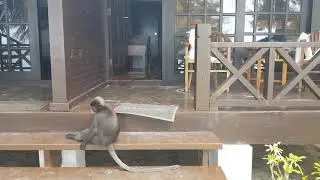 Очковый тонкотел (лат.&nbsp;Trachypithecus obscurus). Воришки напали на отель.