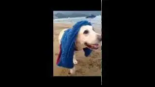 Shammy Doggy towel