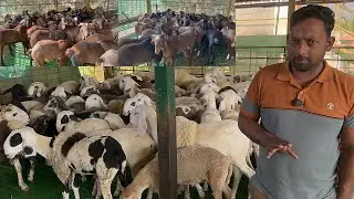 Huntel & Sindunur Sheeps Arriving tomorrow at MGS