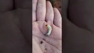 Larva of a June Beetle.