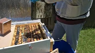 Horizontal Hive Inspection and Adjustments (2023.06.11)