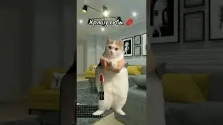 всем советую с самого начала поставить видео на паузу #мем #жиза #анимация #шура #котики #смех