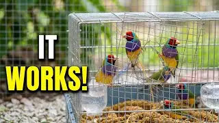 How to Catch Aviary Birds Safely | Simple Self-Made Bird Trap
