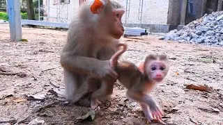 Bravo! This morning mom Lauy teacher her BB learn how to walk one by one​​​