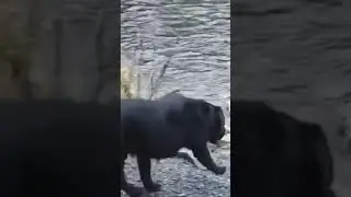 Black lab trying a dip in cold stream first time #avoidingchores #dog #labradorretriever