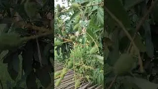 heavy hybrid lichi bombai 🪨#youtube #nature #real #love #viral#fruit#trending#nature#india