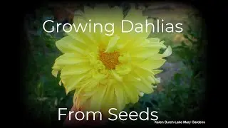 Growing Dahlias from Seeds Dandy Mix and Giant Hybrids Mix