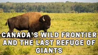 Wood Buffalo National Park Canada&rsquo;s Wild Frontier and the Last Refuge of Giants