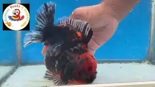 Oranda Short Tail Super Jumbo