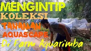 Koleksi Tanaman Aquascape di Farm Aquarimba | Update Kondisi Farm Aquascape