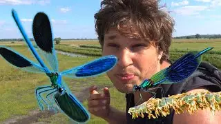 Banded demoiselle (Calopteryx splendens): The MYTHICAL Damselfly ft. Bart Coppens in NatureVlogs