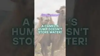 &ldquo;Do Camels Really Store Water in Their Humps? 🐫| Myth Busted!&rdquo; #animals #youtubeshorts #facts #wild