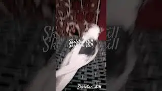 #рекомендации #попугай #music #животные #тренды #motivation #respect #parrot #птица #funny