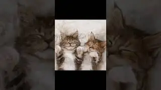 Cat Relaxation Therapy. Cat Meditation. #shorts  #purringrelaxation