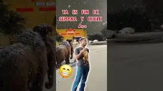 Ya es viernes y huele a... #mexico #humor #cerveza #memes #comedia #risa #argentina #funny #Bolivia