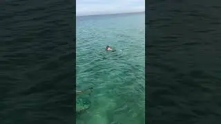 #rotesmeer #&auml;gypten  #funny #funnyvideo #new #water #show #swimming #schwimmen