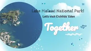 The Cichlids' Eden is a doc about the home of endemic fish species on Lake Malawi