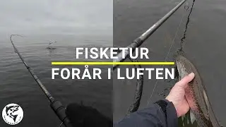 Havørred 🐟 Fiskeri 🎣 Forår i luften 🌥️ Kyst & Fjord der hvor havørreden bor 😉
