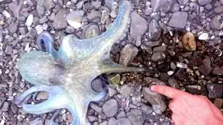 Curious Octopus Grabs My Foot!!
