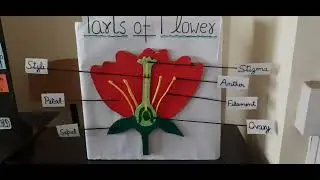 Parts of Flower | 3D Model | Science