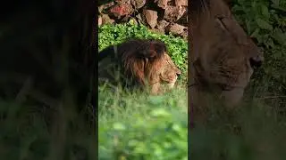 Zoo Trip