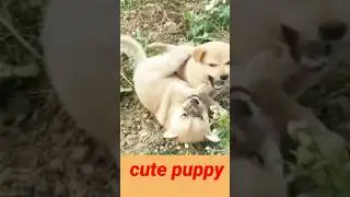 Cute puppy#puppies fight#01kviral#shorts
