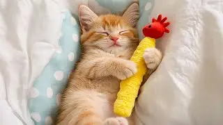Sweet Dreams with Cat Sleep Music - Ultimate Sleep Aid for Anxious Cats, Cat Music for Relaxation