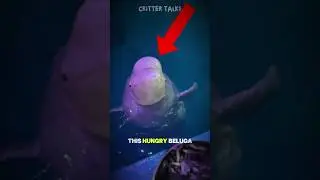 The Way This Beluga Asks for More Is Wild 😭 #beluga #animals #shorts