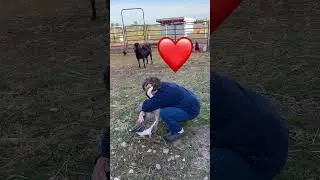 Goose loves hugs #goose #shorts #farm