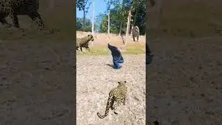 &lrm;Aleopard attackad in the &lrm;jungle..#shorts #Leopard&lrm; #LeopardAttack#Naturels&lrm;