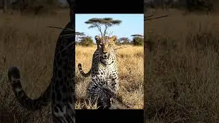 Leopard learns a painful lesson from a porcupine 😅 When curiosity hurts&hellip; literally! 🦔🐆