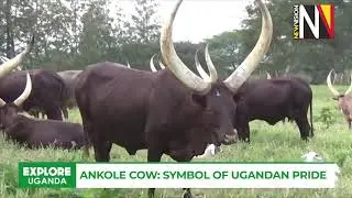 The Ankole Cow: A Symbol of Ugandan Pride and Cultural Heritage