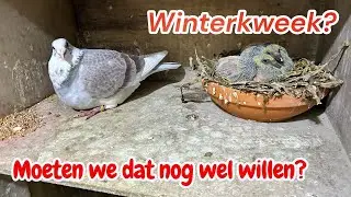 Moeten we nog wel aan winterkweek doen? | Postduiven |