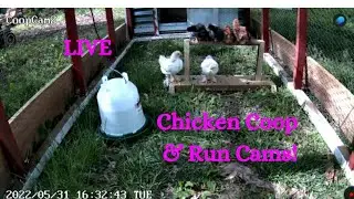 Chicken Coop Cam Live