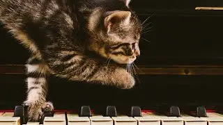 Cat Dance &ndash; Joyful Piano Piece by Sogomon Egoyan